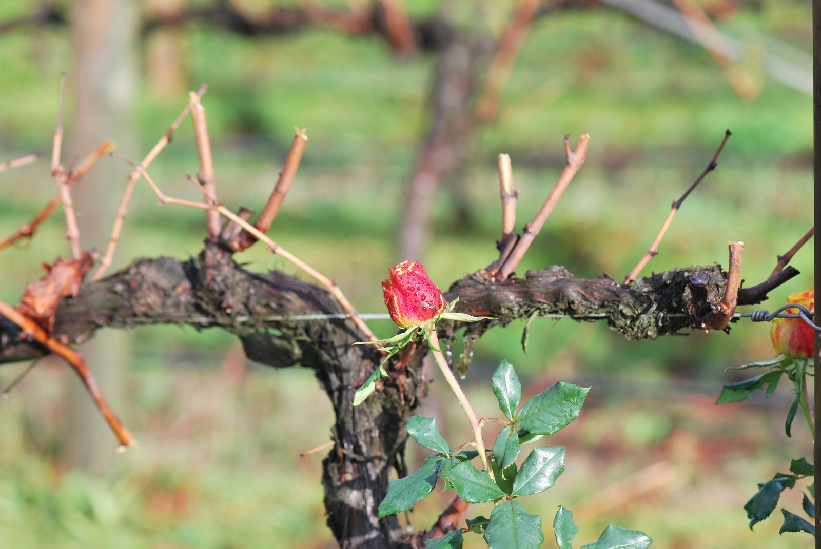 Confessions From Allan | Part 3: The 45-Minute Pruning Career