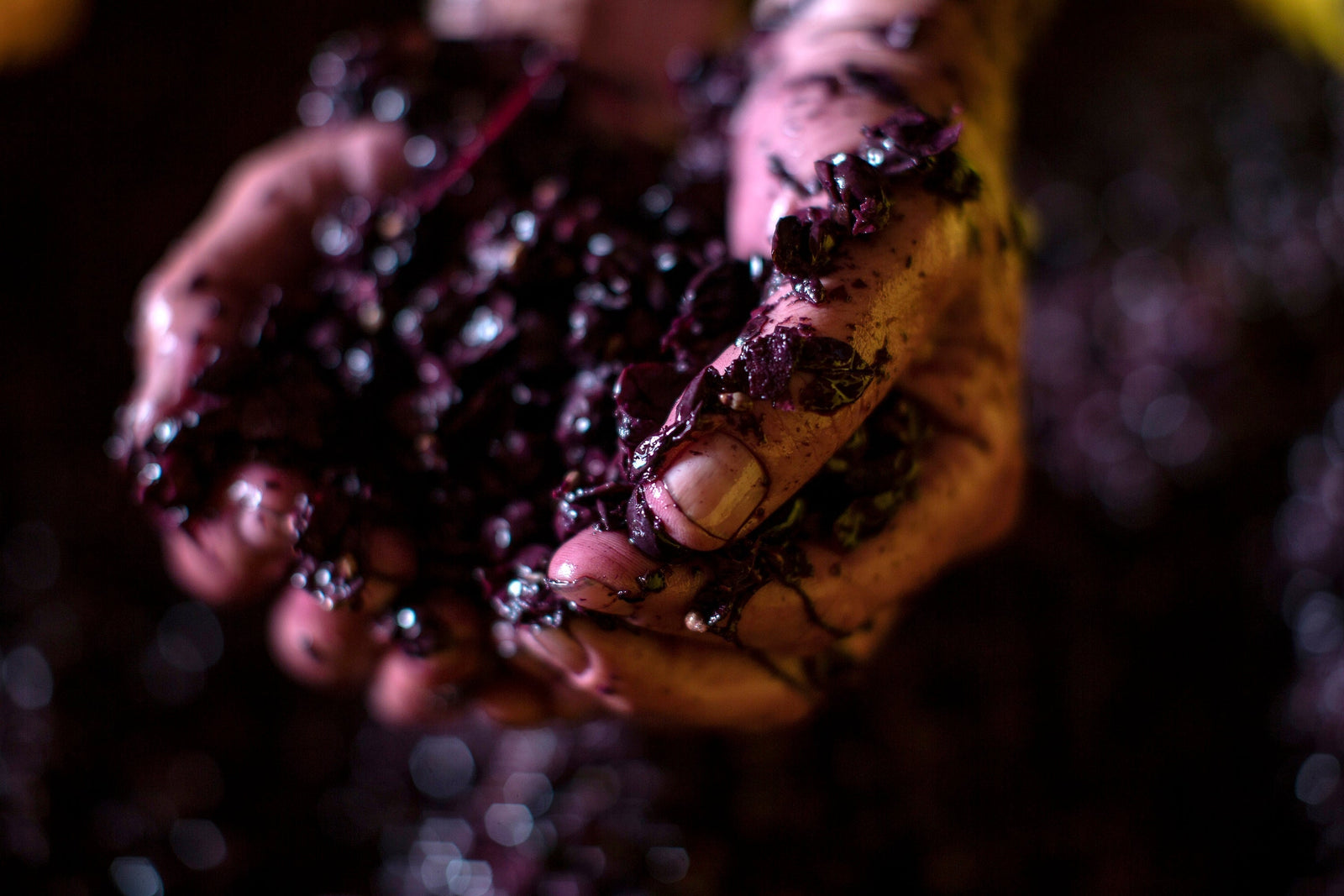 2026: The vintage that didn’t get the memo about drought